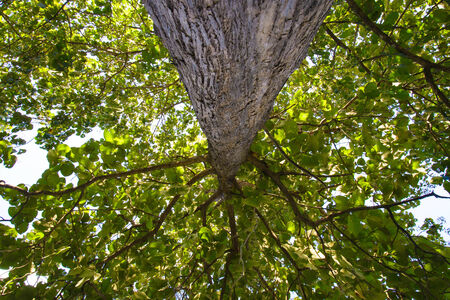 Big tree in the forest in country of Thailand.の写真素材