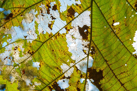 The leaf closeup image for background,frameworkの写真素材