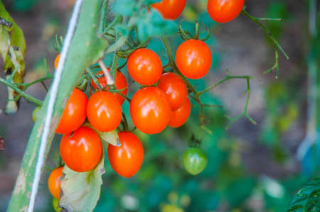 Small tomatoes in the farm in the country of Thailand.の写真素材