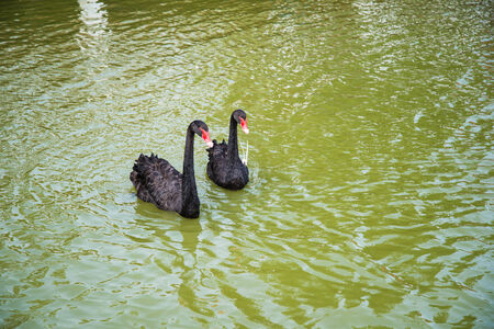 Two black goose swim in the river.の写真素材