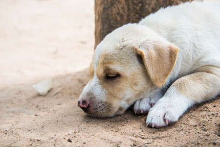 Lonely dog in a home in the country.の写真素材