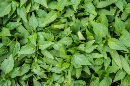 Zoom shot green vegetables for background.の写真素材