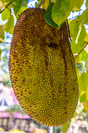 Big jackfruit hanging on the tree in Thailandの写真素材