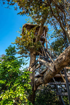 House on the tree on the mountain for view wildfires のeditorial素材