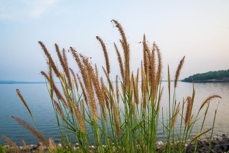 The grass and reservoir in the country of Thailand の写真素材