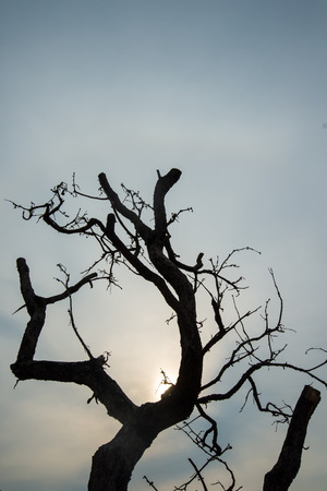 Dry tree in the countryside of Thailand.の写真素材
