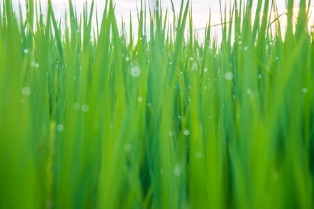 A rice field in Thailand.の写真素材