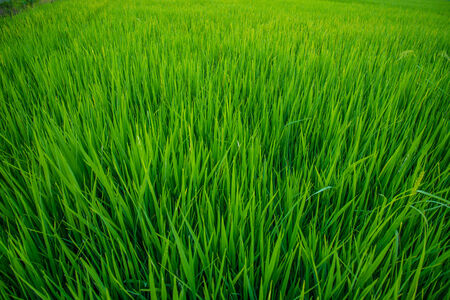 A rice field in Thailand.の写真素材