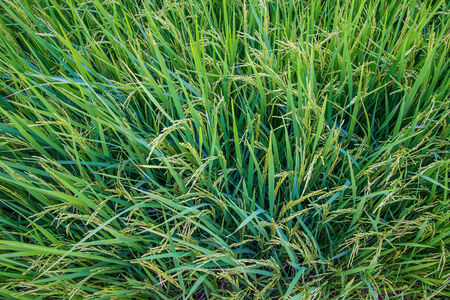 A rice field in Thailand.の写真素材