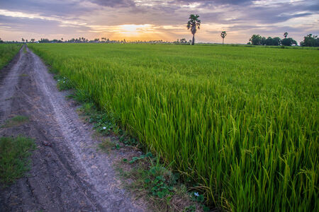 A path at rice field in Thailand.の写真素材