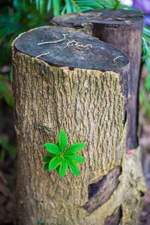 Green treetops on the stump was dead.の写真素材