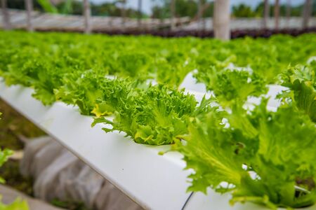 Organic vegetables are grown in the mountains.の写真素材