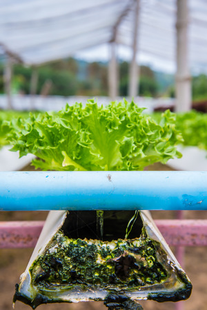 Organic vegetables are grown in the mountains.の写真素材