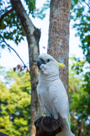 White parrot perched on a branch in a zoo.の写真素材