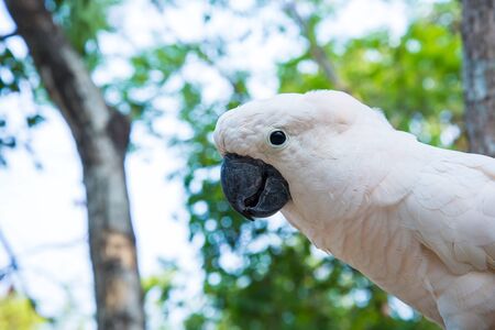 White parrot perched on a branch in a zoo.の写真素材