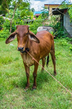 Cow eating grass in rural areas.の写真素材