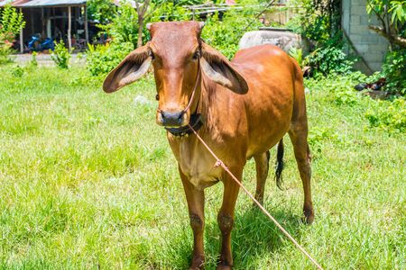 Cow eating grass in rural areas.の写真素材