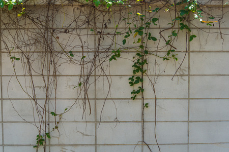 Wall pattern Suitable for background.の写真素材