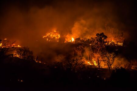 Firefighters are helping extinguish forest fires.の写真素材
