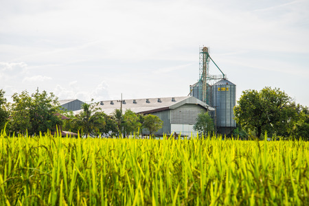 A field where rice is grown in Thailand.の写真素材