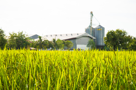 A field where rice is grown in Thailand.の写真素材