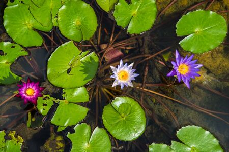 Lotus in the basin among the fish.の写真素材
