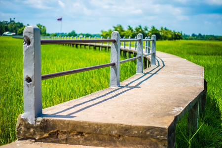 The bridge is surrounded by green rice fields.の写真素材