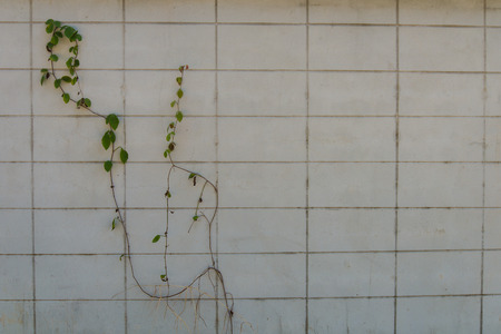 Wall pattern Suitable for background.の写真素材
