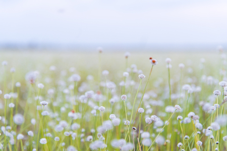 Closeup of white flowers blooming in sunny meadow.の写真素材