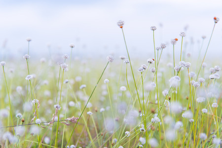 Closeup of white flowers blooming in sunny meadow.の写真素材