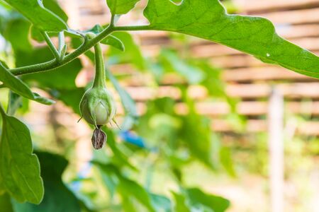 Green eggplant on bush in the garden.の写真素材