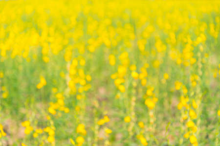 Yellow flowers in countryside of Thailand, Thai flower, blursの写真素材