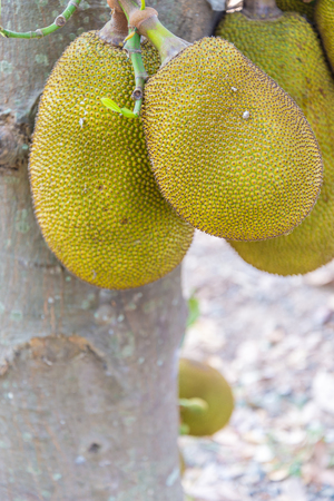 Big jackfruit hanging on the tree in Thailandの写真素材
