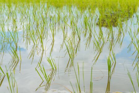 transplant rice seedlings in THailand. sensitive focus