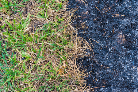 The grass caught fire, burning grass.の写真素材