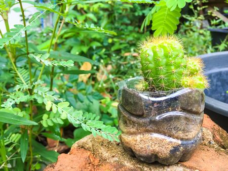 Soft focus of cactus with flower cactus in a pot.の写真素材