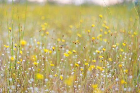 Yellow flowers in countryside of Thailand, Thai flower, blurs, nature background.の写真素材