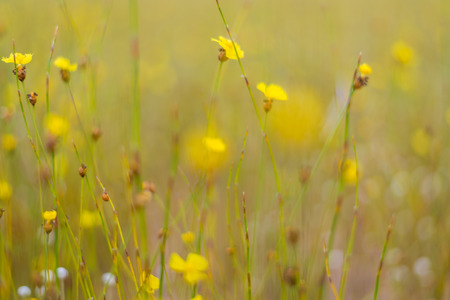Yellow flowers in countryside of Thailand, Thai flower, blurs, nature background.の写真素材