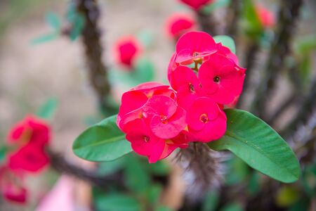 Red flower in the garden of Thailand. Natureの写真素材