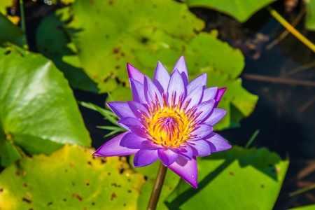 Purple Lotus in the lotus pond in a sunny day.の写真素材