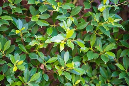 Zoom shot of green trees plant to a fence, sensitive focus.