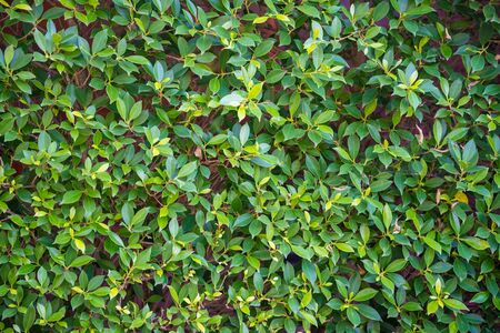 Zoom shot of green trees plant to a fence, sensitive focus.の写真素材