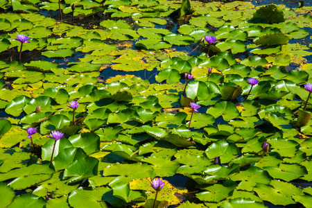 Purple Lotus in the lotus pond in a sunny day.の写真素材