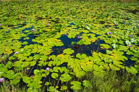 Purple Lotus in the lotus pond in a sunny day.の写真素材