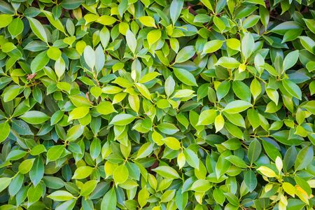 Zoom shot of green trees plant to a fence, sensitive focus.の写真素材