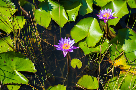 Purple Lotus in the lotus pond in a sunny day.の写真素材