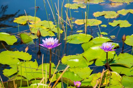 Purple Lotus in the lotus pond in a sunny day.の写真素材