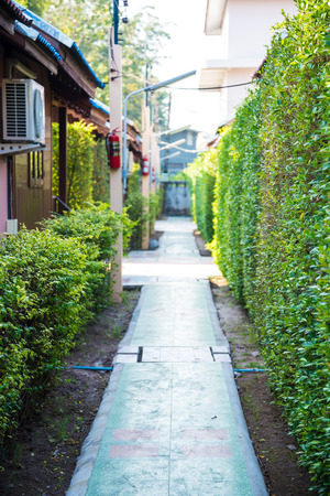 Green trees plant to a fence. rowの写真素材