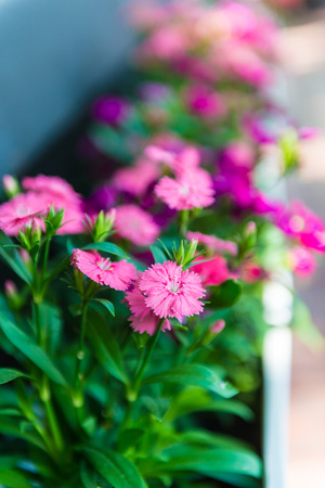 Pink flowers used to decorate, sensitive focus.の写真素材