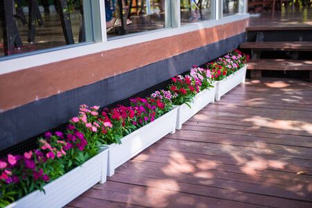 Pink flowers used to decorate, sensitive focus.の写真素材